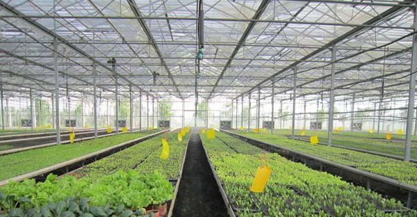 光伏農(nóng)業(yè)大棚 光伏農(nóng)業(yè)大棚